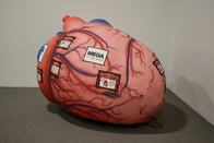Nadmuchiwane ludzkie narządy gigantyczne mózgowe płuca serca do nauczania pokazu działań medycznych