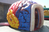 Nadmuchiwany mega model mózgu Wystawa narządów Giant Human Big Brain Tent