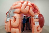 Nadmuchiwany namiot modelowy mózgu Nadmuchiwane konferencje medyczne Wystawy - Mega Brain