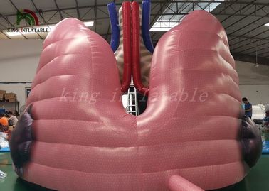 Flesh - Kolorowy Blow Up Simulation Modelowy pokaz na organach Namiot do badań medycznych