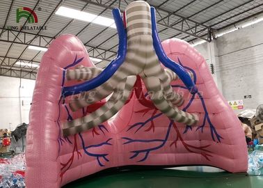 Flesh - Kolorowy Blow Up Simulation Modelowy pokaz na organach Namiot do badań medycznych
